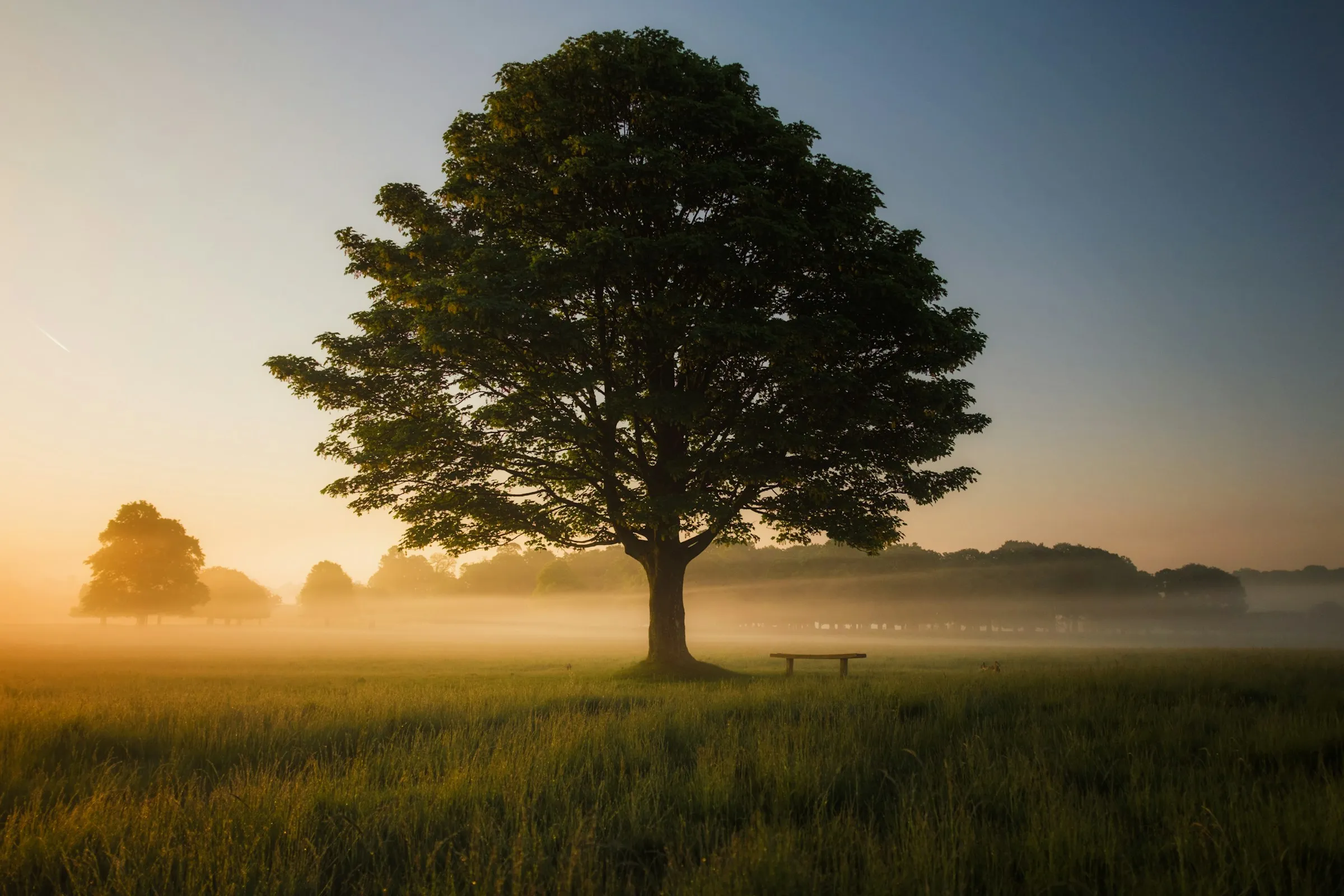 A large oak tree at sunrise, surrounded with mist and with sun rays tracing through